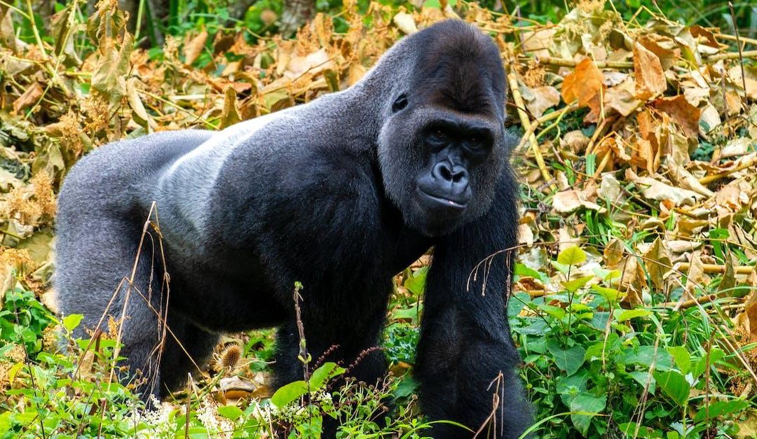Fem truede dyrearter i Afrika, som du bør kende til