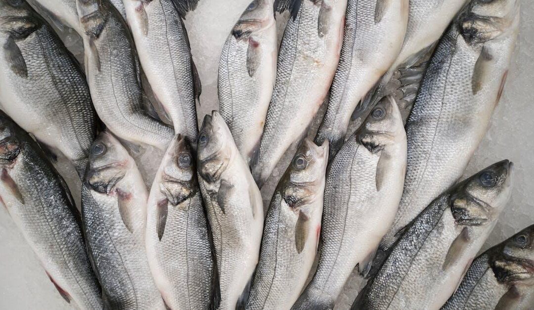 Danmark leverer fantastiske friske fisk